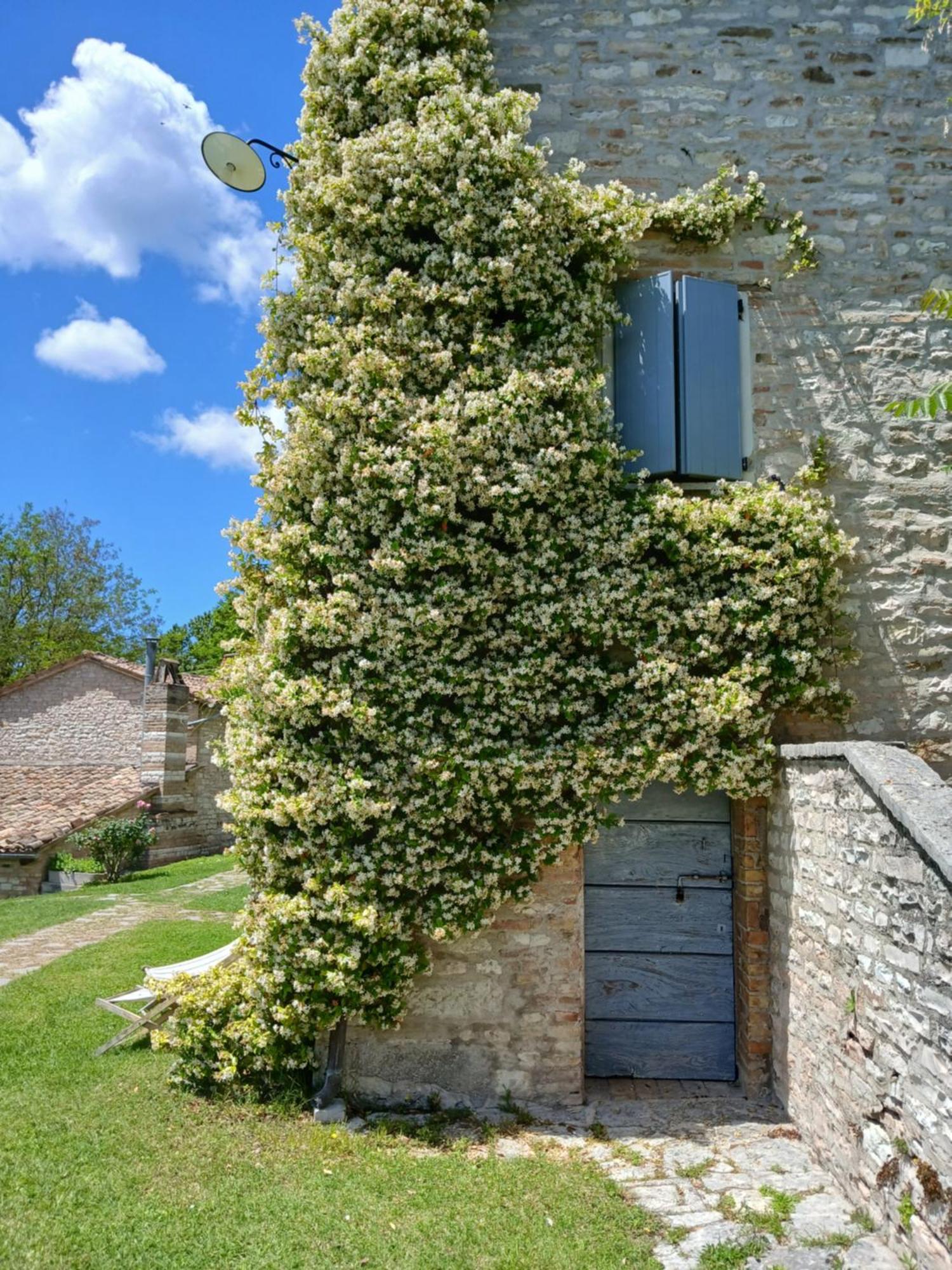 Agriturismo Del Frontino - Lo Studio Acqualagna Kültér fotó