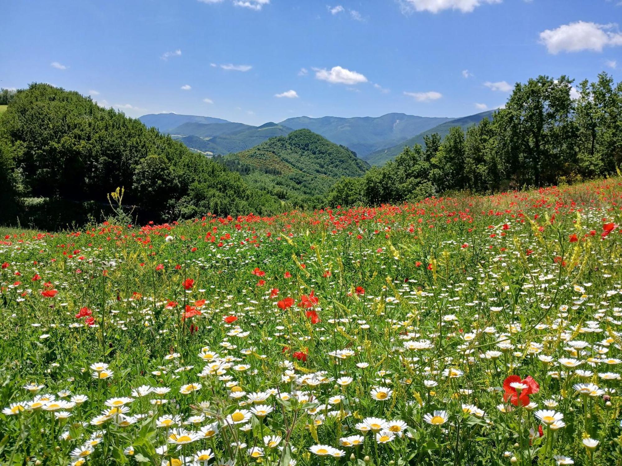 Agriturismo Del Frontino - Lo Studio Acqualagna Kültér fotó